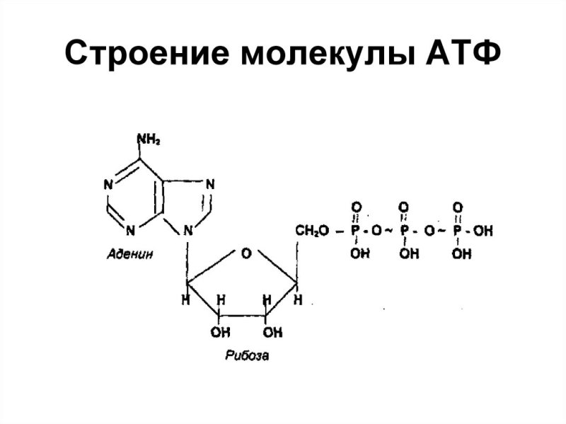 Структура АТФ биохимия