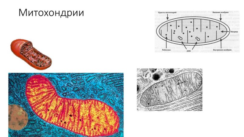 Митохондрии биология строение