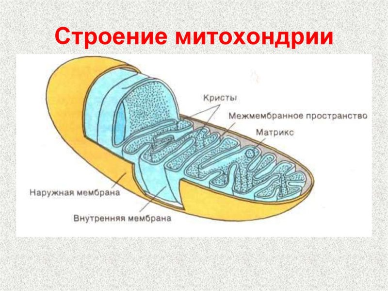 Строение митохондрии рисунок