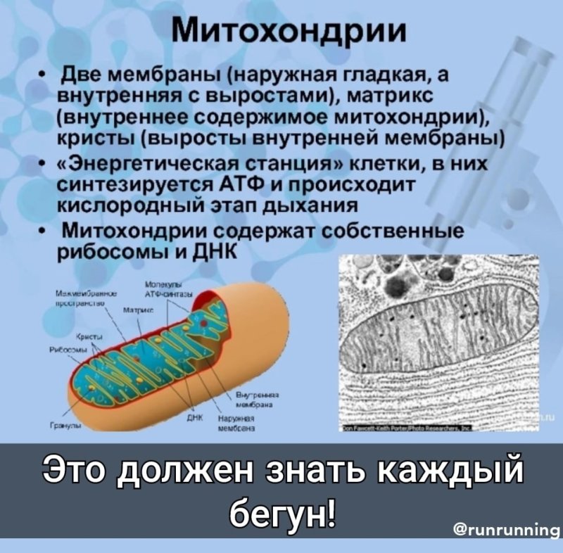 Митохондрия мембрана Матрикс