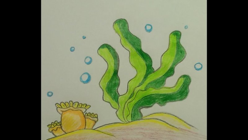 Водоросли карандашом