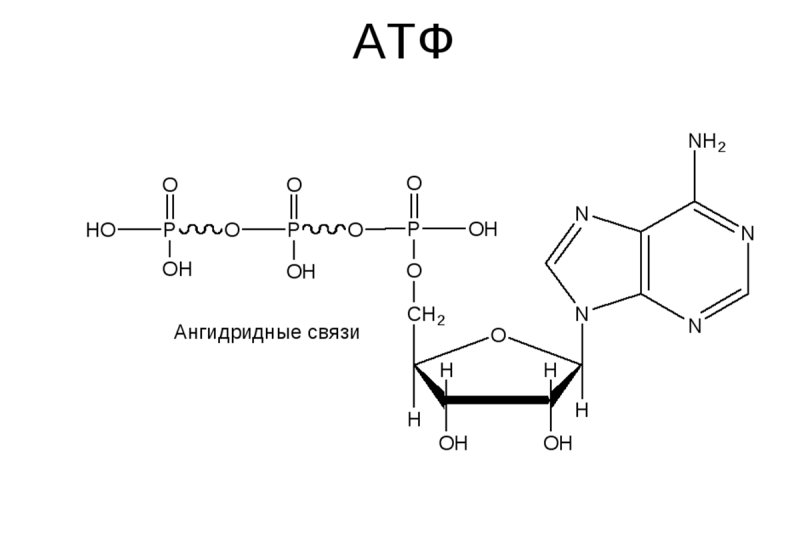 Структурная формула АТФ