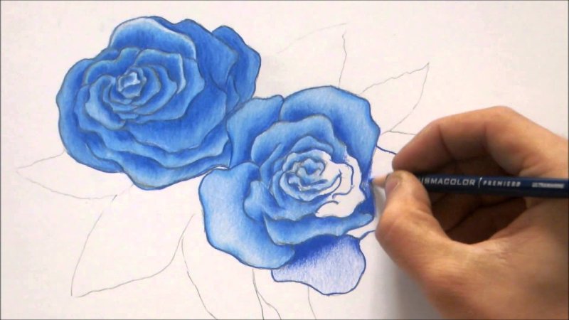 Рисунок розы для срисовки