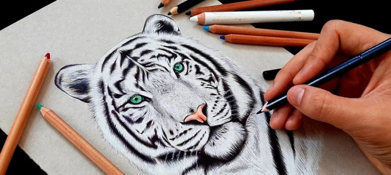 Тигр рисунок