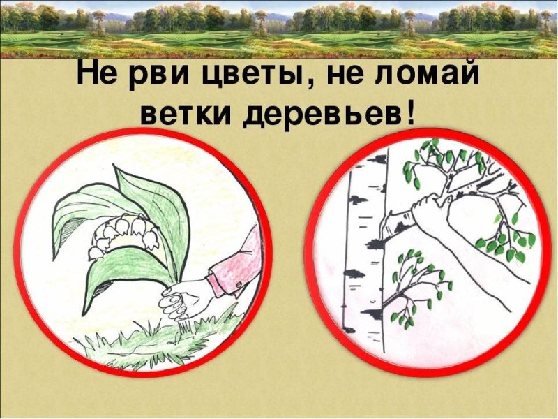 Плакат берегите растения