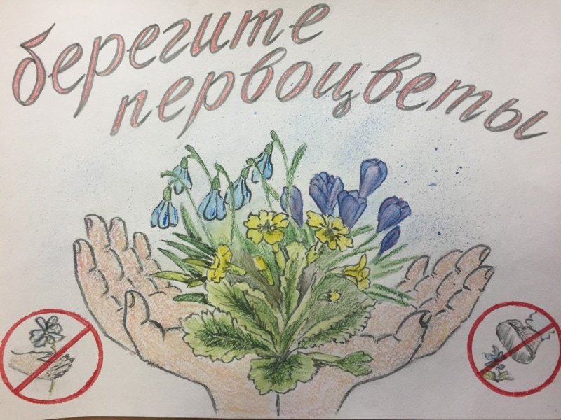 Плакат берегите растения