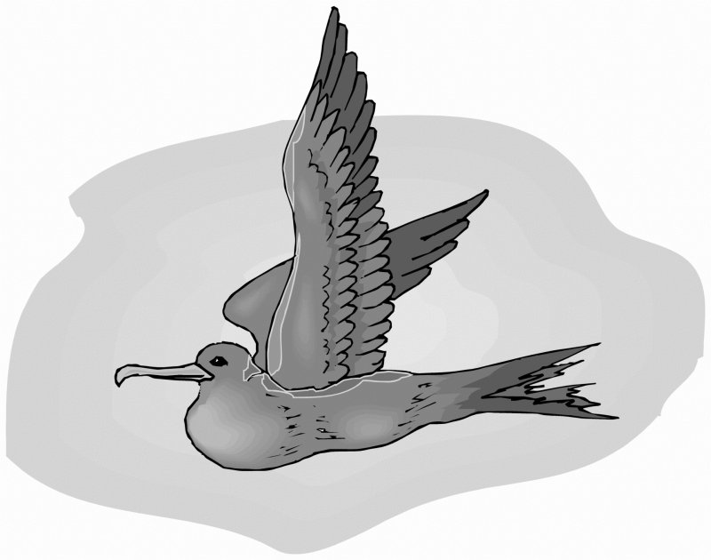 Чайки раскраска для детей