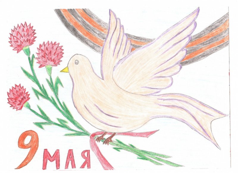 Рисунок голубя на 9 мая