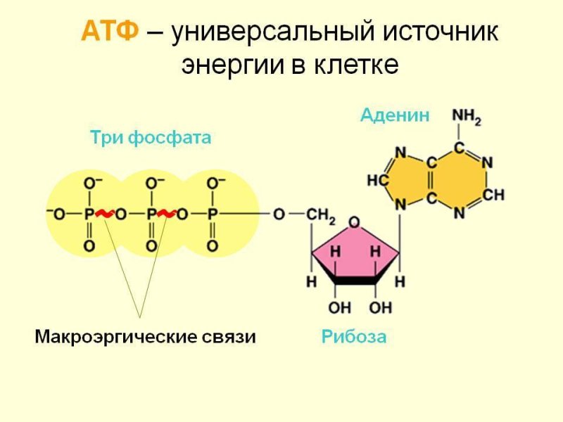 Макроэргические связи в молекуле АТФ