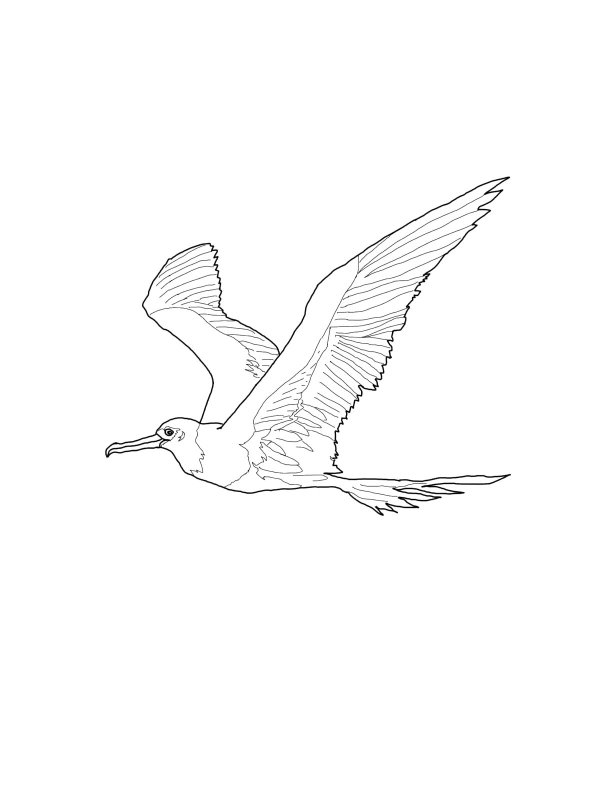 Чайки раскраска