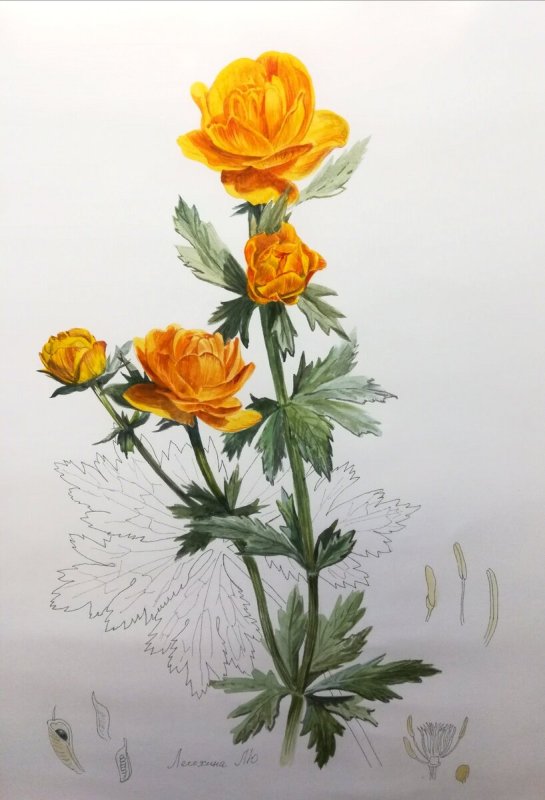 Купальница европейская