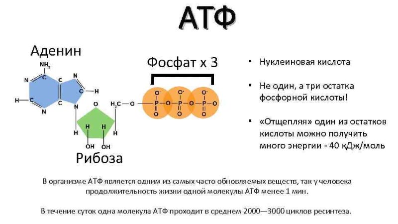 Строение молекулы АТФ биология