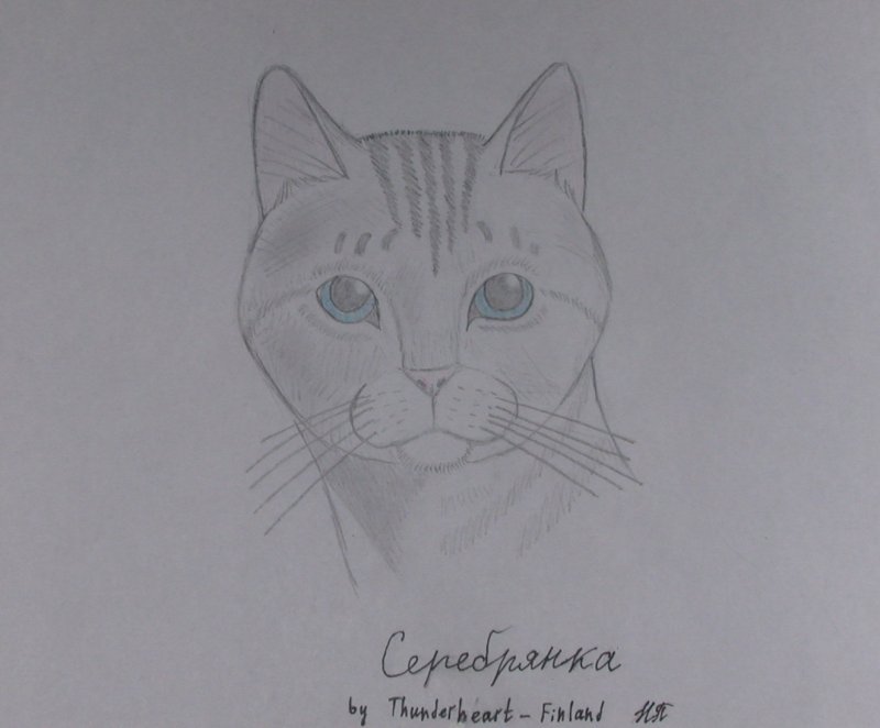 Рисунки на свободную тему котики
