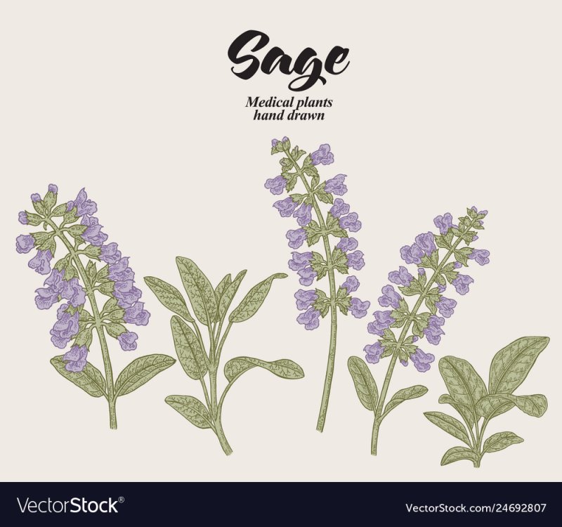 Salvia officinalis рисунок
