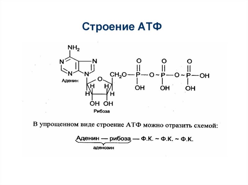 Структура АТФ биохимия