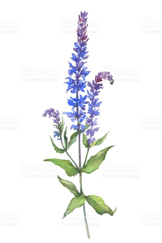 Salvia Divinorum Ботаническая иллюстрация