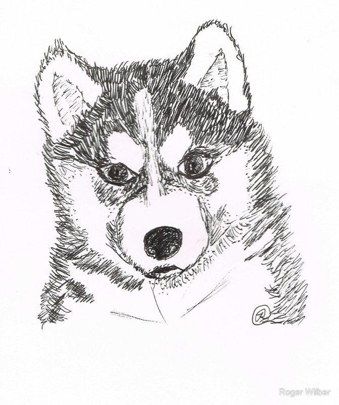 рисунки хаски простым карандашом