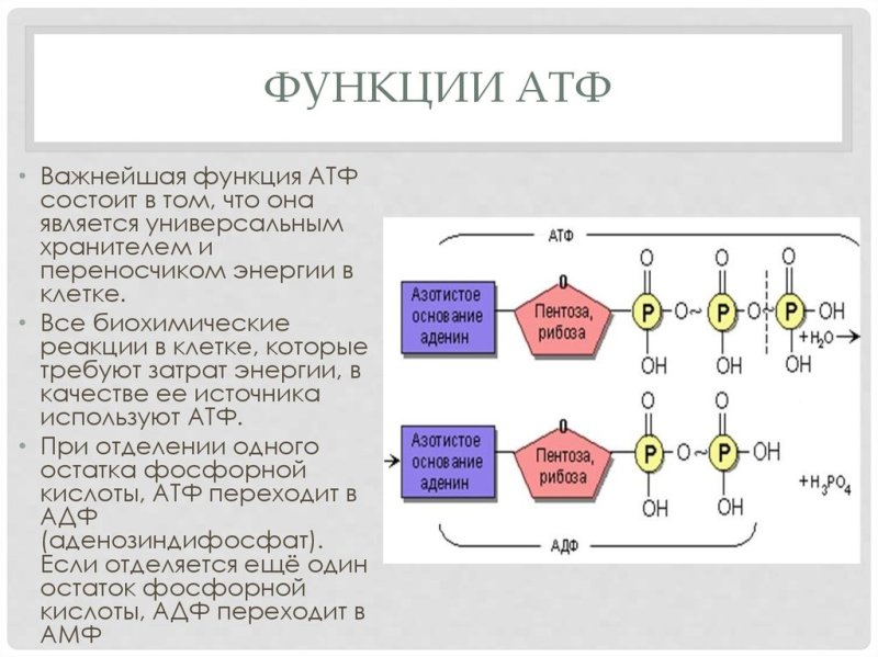 Химическая структура АТФ