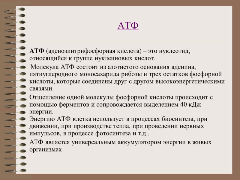 Характеристика АТФ биология 9 класс