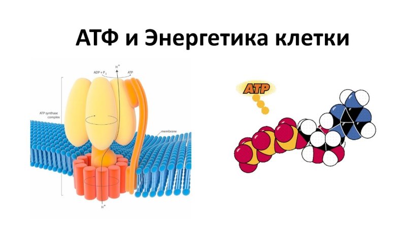 Энергетика клетки