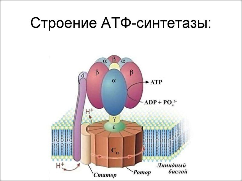 Схема строения АТФ синтазы
