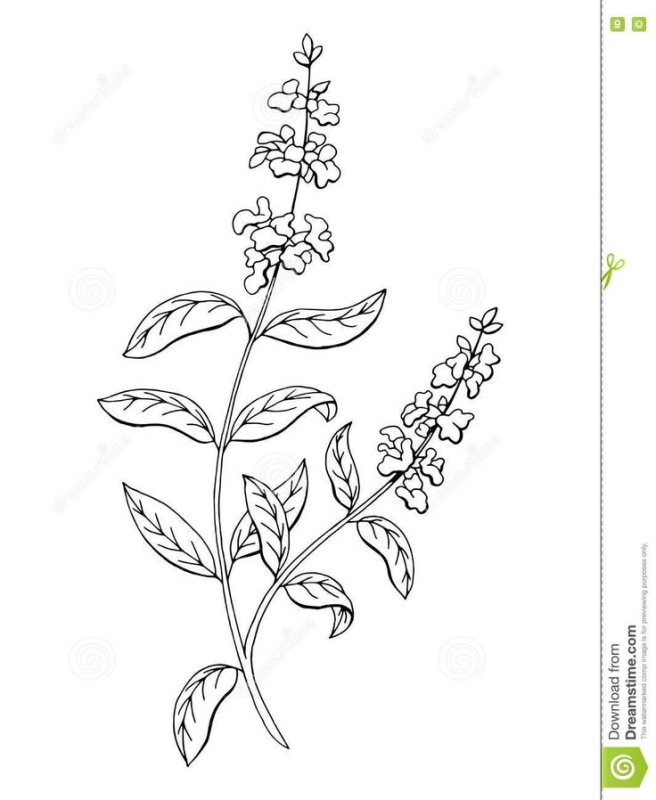 Salvia Divinorum Ботаническая иллюстрация
