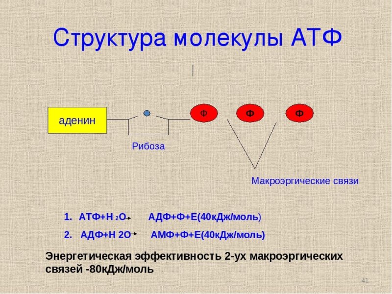 Схема строения молекулы АТФ