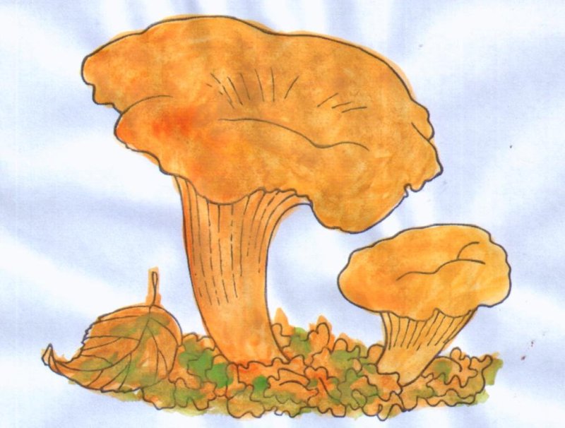 Гриб Лисичка рисунок