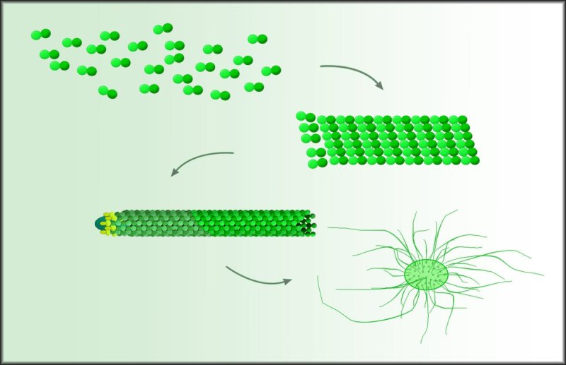 Microtubules Assembly