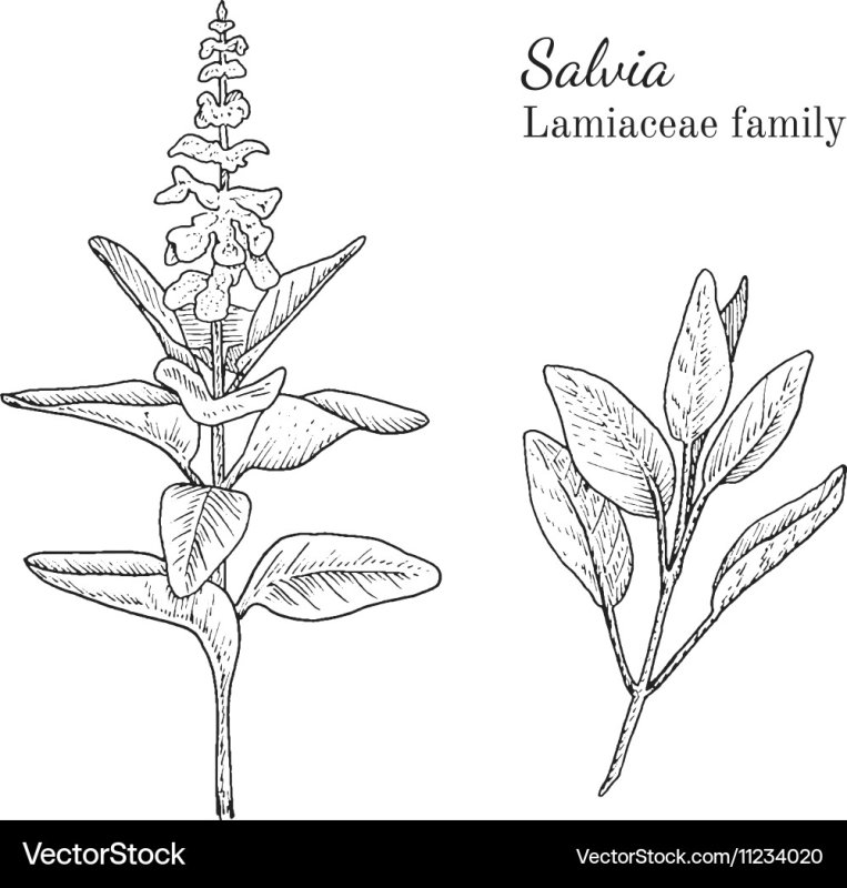 salvia officinalis рисунок