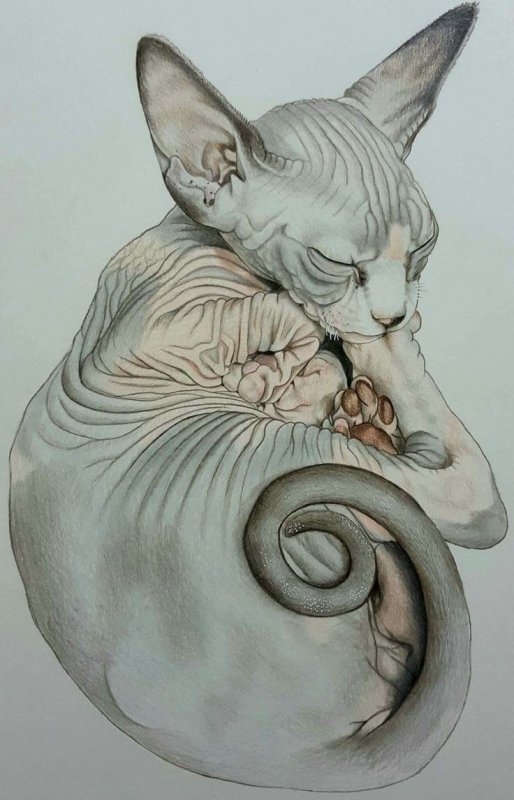 Лысые кошки