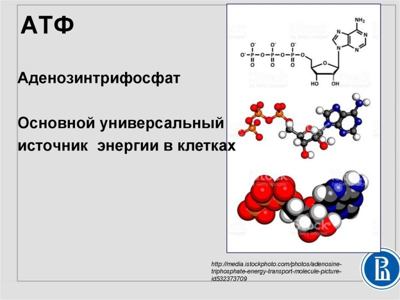 Строение АТФ формула