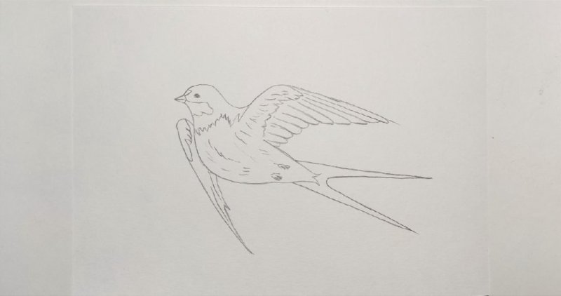 Ласточка рисунок карандашом