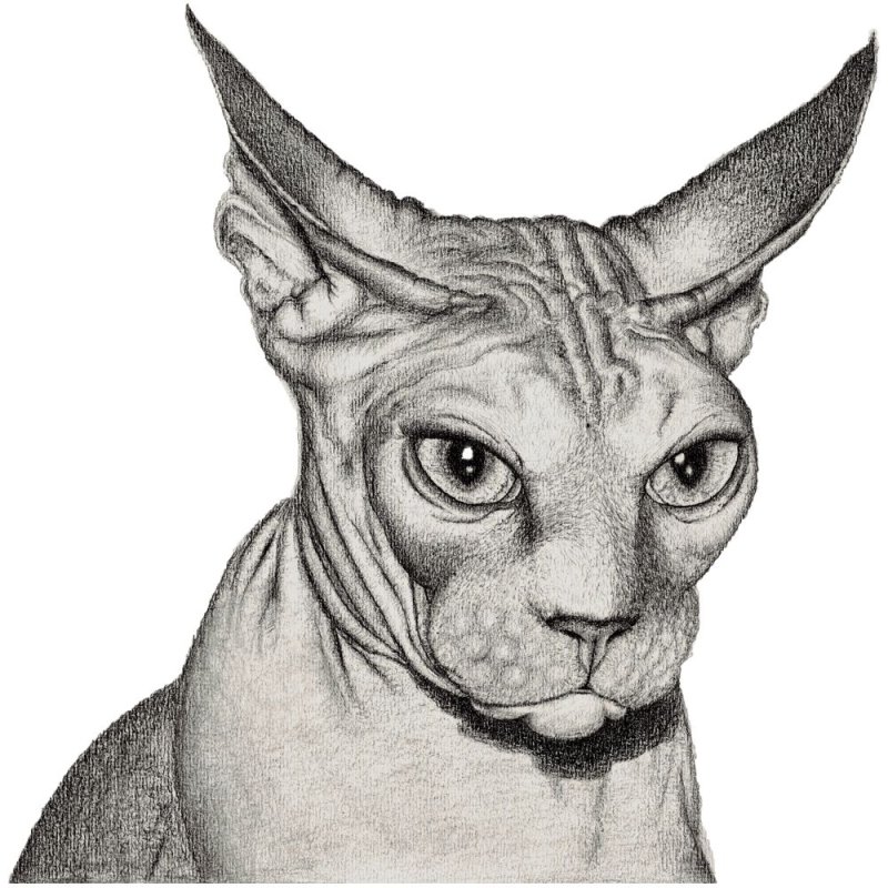 Кот сфинкс