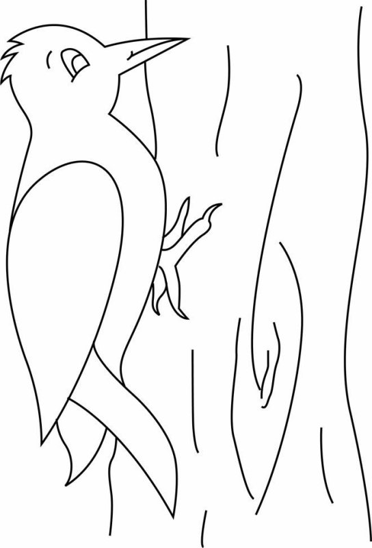 контур птицы дятел