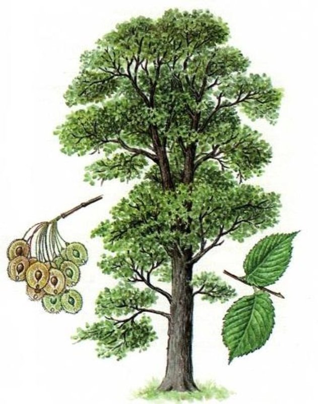 Вяз гладкий (Ulmus laevis)