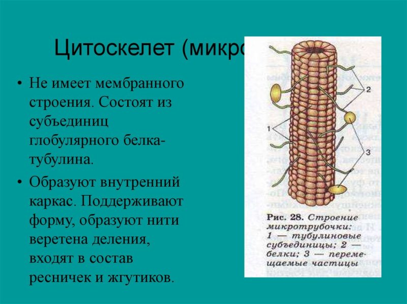 Рис 28 строение микротрубочки