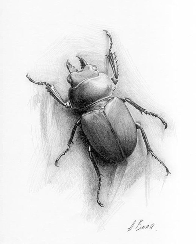 Жук рисунок