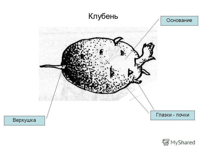 Клубень картофеля и его части