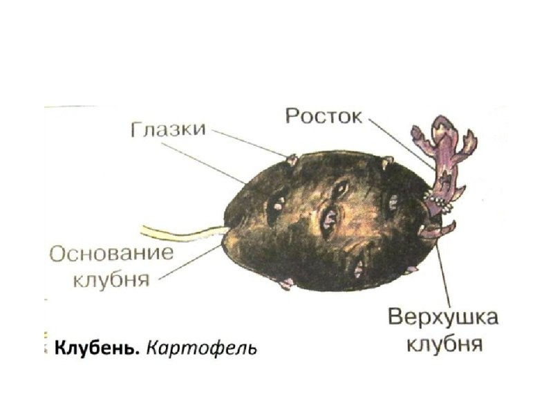 Внешнее строение клубня картофеля
