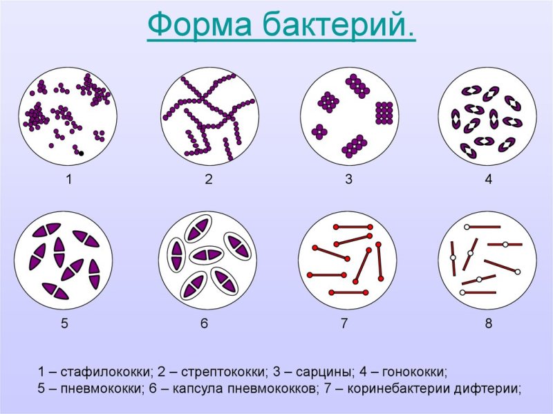 Формы бактерий микробиология сарцины