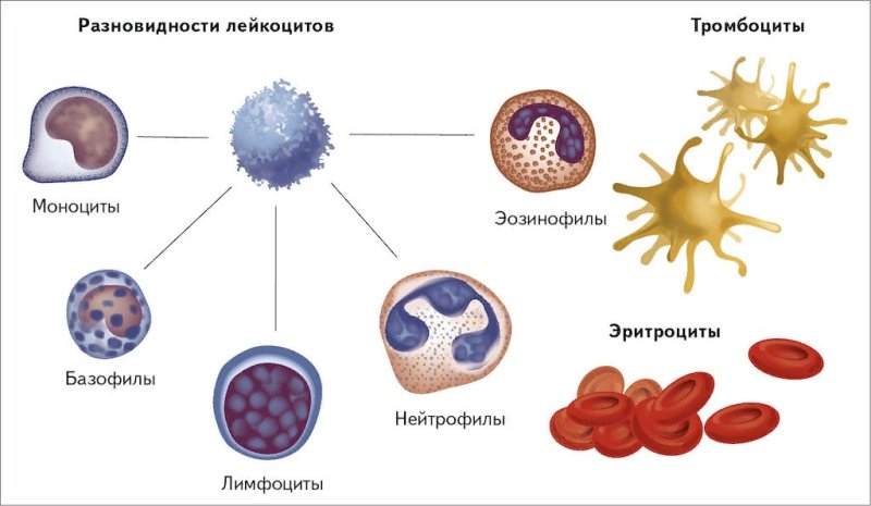 Форменные элементы кровяные клетки