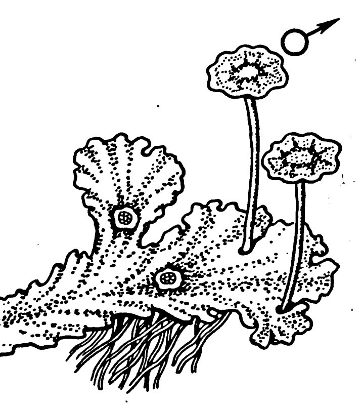 Маршанция обыкновенная