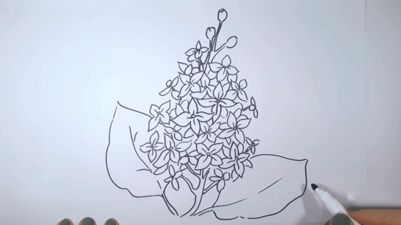 Сирень рисунок карандашом