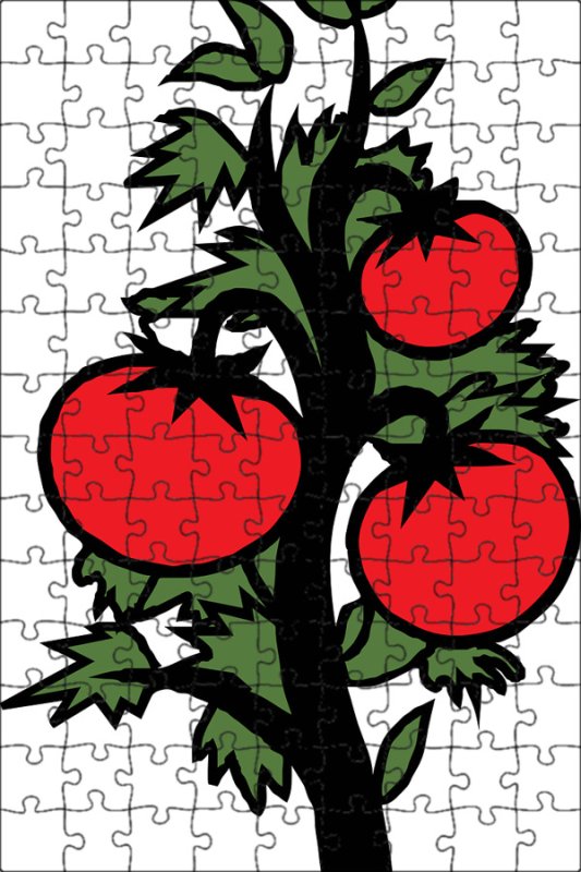 Помидор рисунок