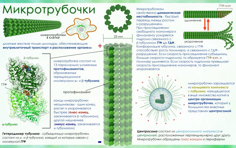 ЭПС микротрубочки