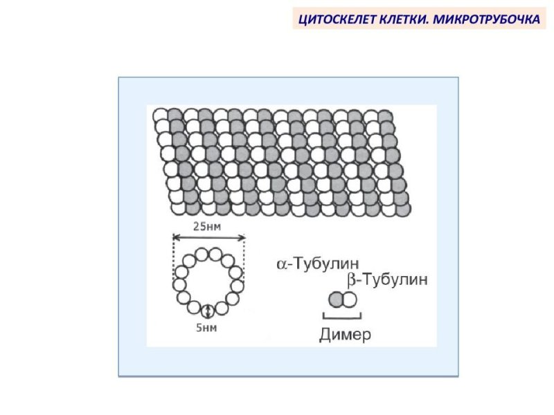 Строение микротрубочек в клетке