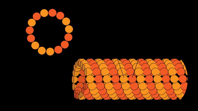 Микротрубочки микрофиламенты промежуточные филаменты