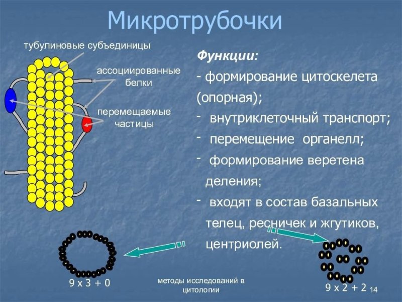 Микротрубочки строение и функции