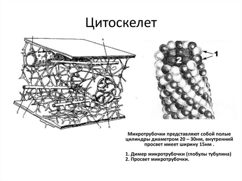 Цитоскелет микротрубочки строение
